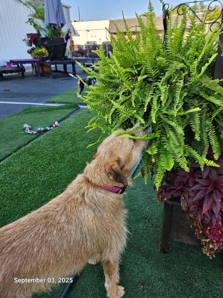 Dog Sniffing a Fern at Frey's Place Dog Enrichment Daycare